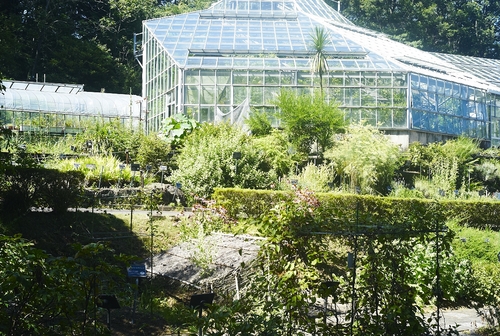 植物園へ行く_b0212922_22264072.jpg