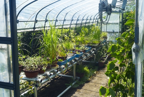 植物園へ行く_b0212922_22323317.jpg