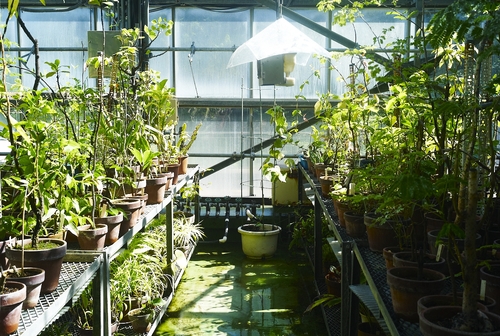 植物園へ行く_b0212922_22325462.jpg
