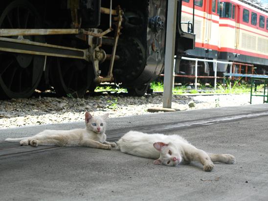 駅ねこ（千頭駅）_f0172547_9333529.jpg