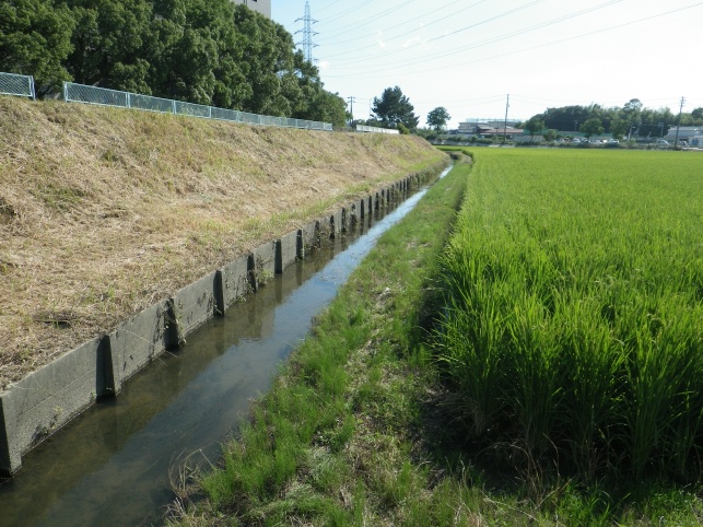 愛知県安城市のカワシジミ（１）_e0094349_8293889.jpg