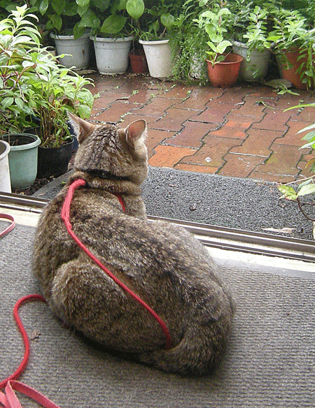 8月6日 赤城自然園 8月の花 その2_a0001354_21453889.gif