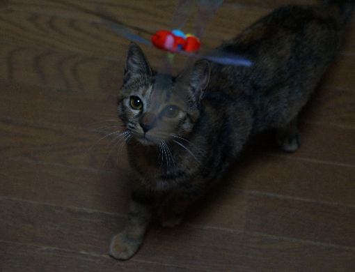 f0087256_23131293.png