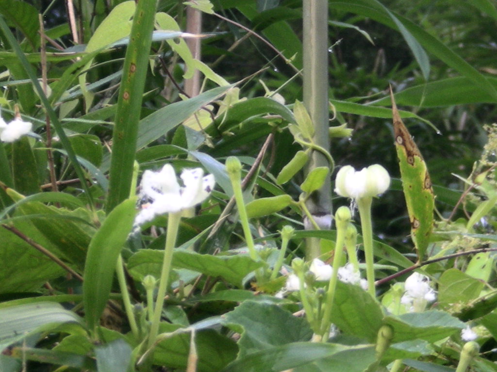 ’12,8,7(火)朝からナンとカレー?!_f0060461_81133.jpg