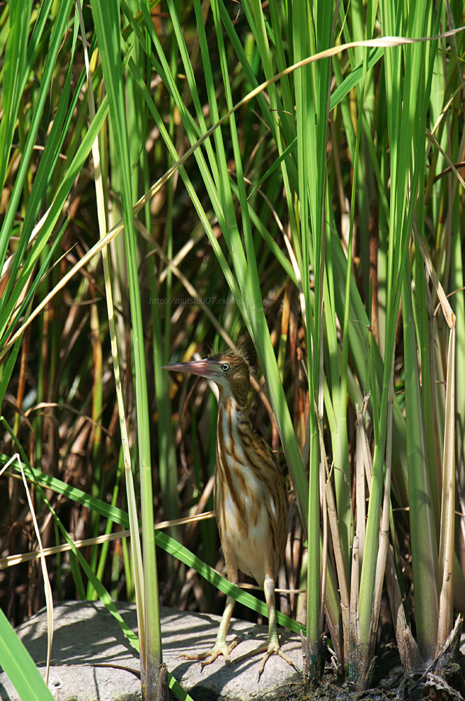 ヨシゴイ幼鳥_f0145362_2040076.jpg