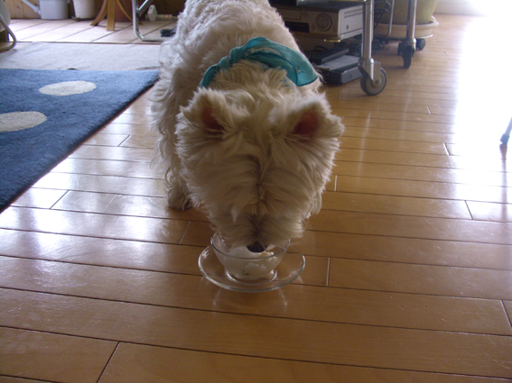 ちょっと食べてみた_b0107163_2363628.jpg