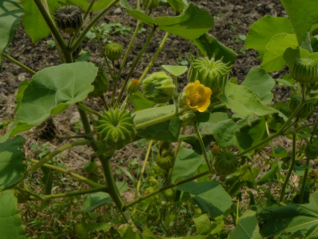 d0019074_8272524.jpg