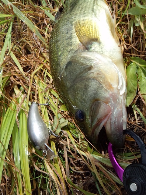 釣果_a0040876_23585340.jpg