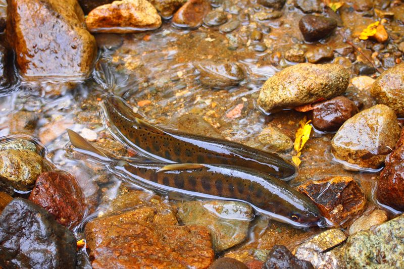 2012 (大)夏の三大渓魚！_a0250576_22575577.jpg