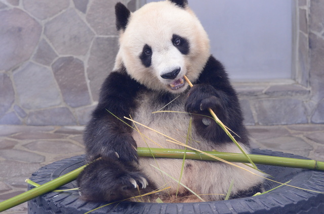 ２０１２年８月王子動物園　旦旦とポンちゃん_a0052986_23225589.jpg