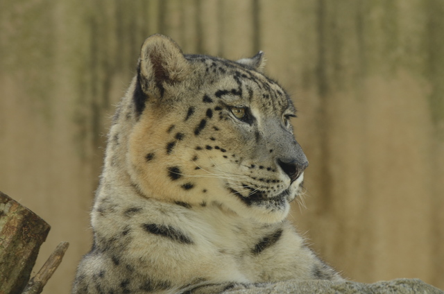 ２０１２年８月王子動物園　旦旦とポンちゃん_a0052986_2326468.jpg