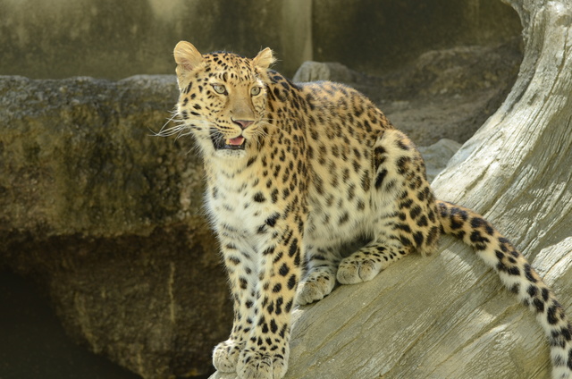 ２０１２年８月王子動物園　旦旦とポンちゃん_a0052986_23341316.jpg