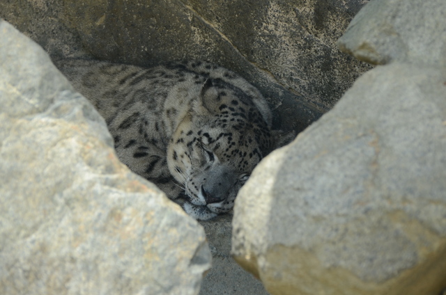 ２０１２年８月王子動物園　旦旦とポンちゃん_a0052986_23343793.jpg