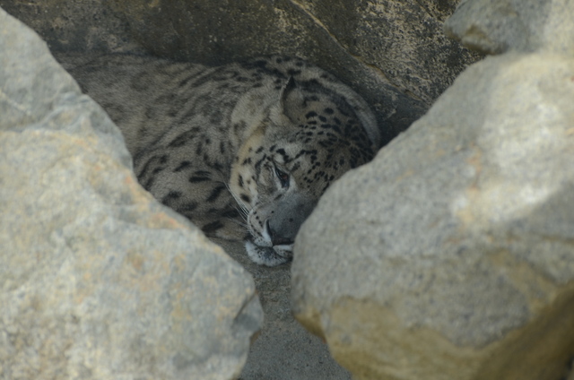 ２０１２年８月王子動物園　旦旦とポンちゃん_a0052986_23361298.jpg