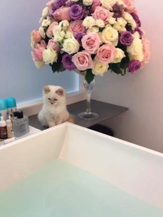 カール ラガーフェルドの愛猫choupetteちゃんが超かわいい 黒部エリぞうのny通信 カール ラガーフェルドの愛猫choupetteちゃんが超かわいい 黒部エリぞうのny通信