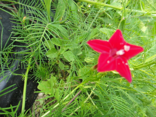 a0275492_3185826.jpg