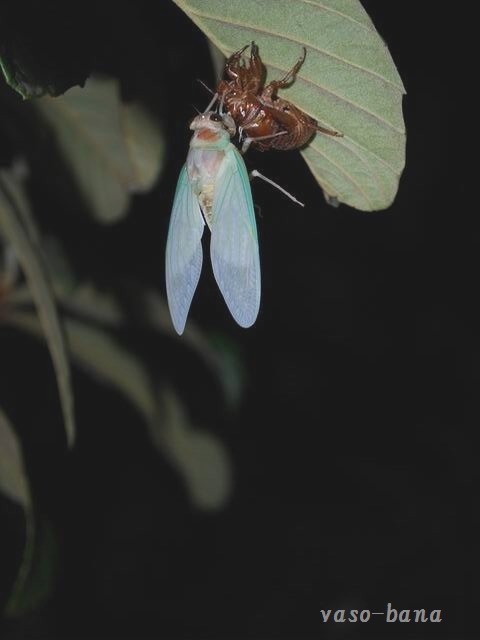 e0025300_1941041.jpg