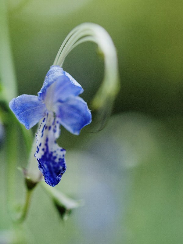 こもれびの丘の花たち　その３_b0231705_2242481.jpg