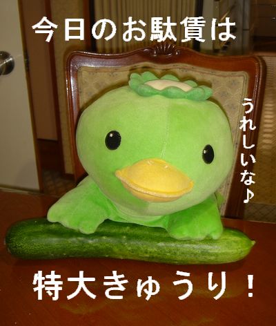 きゅうりも育ち盛り・・・?_e0234016_16152882.jpg