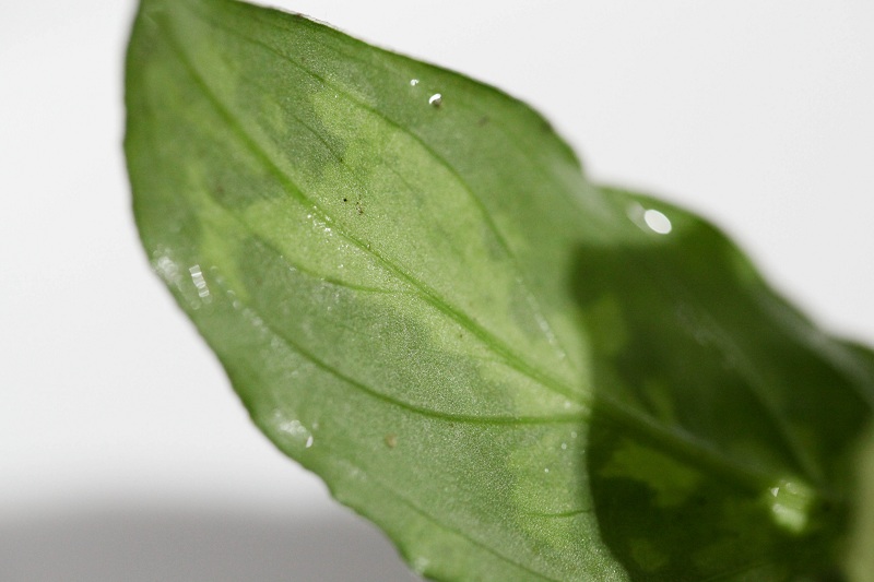 Aglaonema pictum tricolor \"Padang\" (TB) #1_a0141717_22204611.jpg