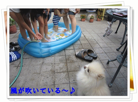 b0167519_7561956.gif
