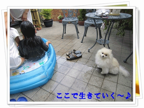 b0167519_7565018.gif