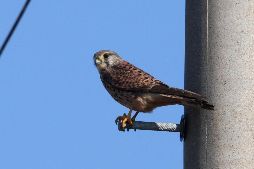 チョウゲンボウ、ミサゴなど_f0181821_1646372.jpg