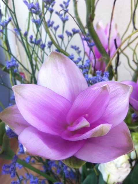 今週のお花とセール情報_a0200423_2022638.jpg