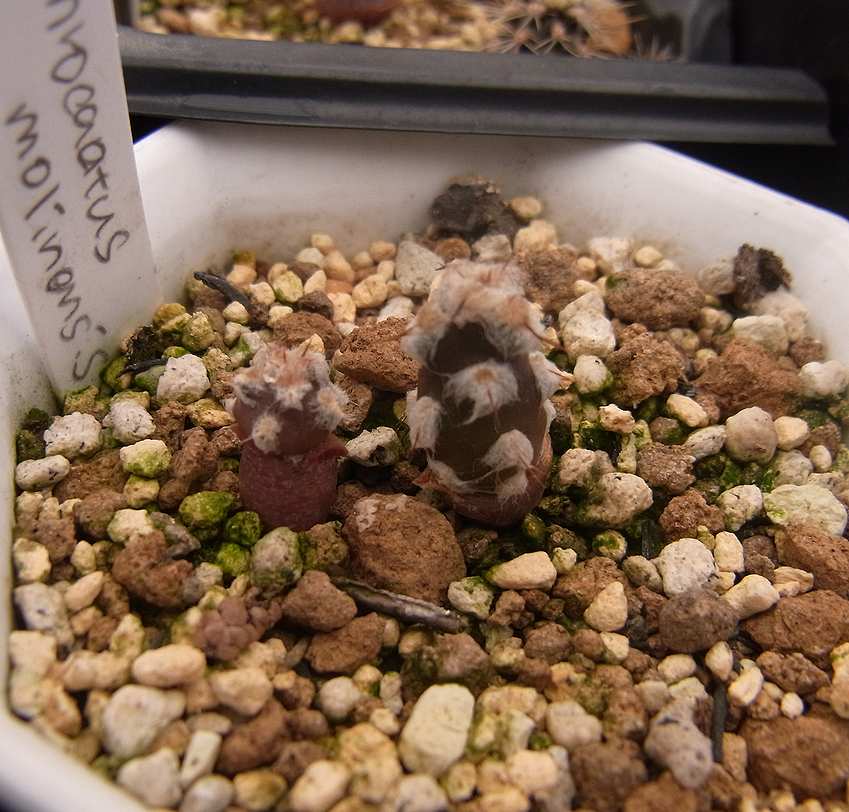 サボテンらしからぬ？ : かくたすあんどさきゅれんつ