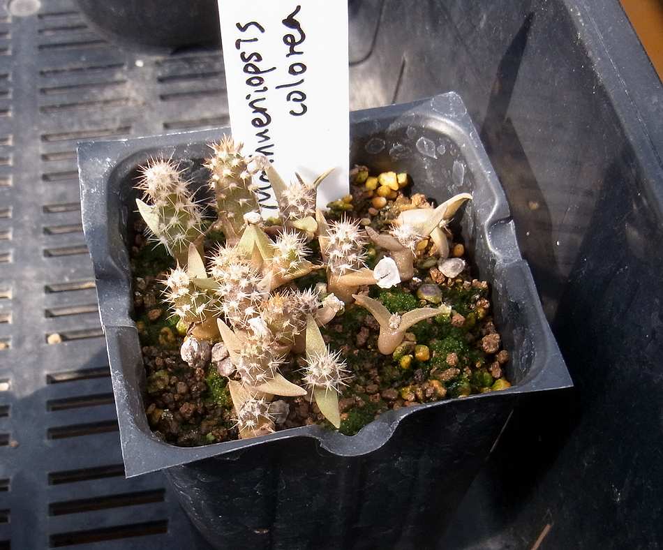 サボテンらしからぬ？ : かくたすあんどさきゅれんつ