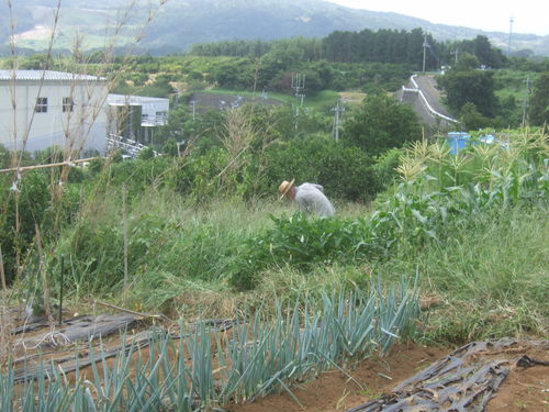 夏野菜..なす＆オクラ_b0137932_19415546.jpg