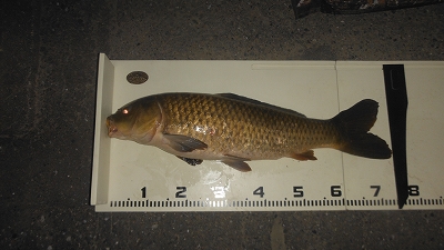 f0087933_17323675.jpg
