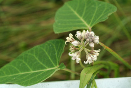 f0206939_0365810.jpg