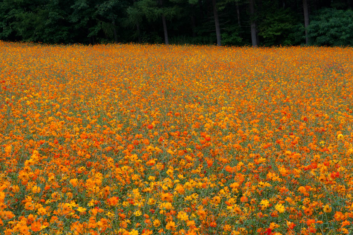 富良野　富田ファーム_f0236843_6554488.jpg