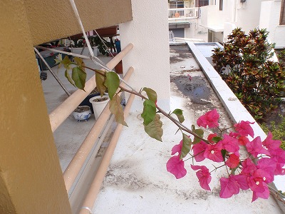 c0180460_1537958.jpg