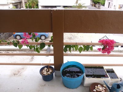c0180460_15393610.jpg