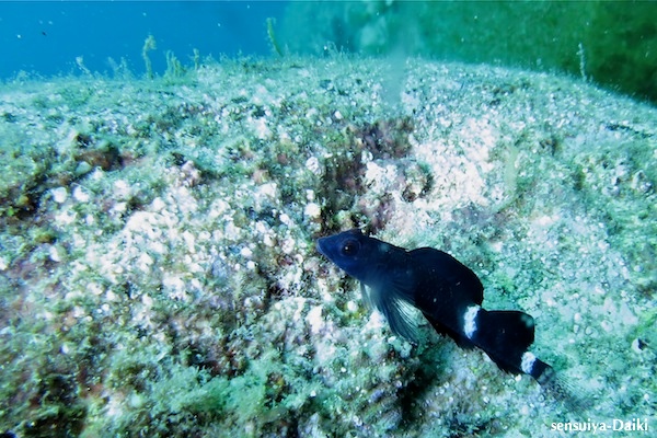 e0158261_14344552.jpg