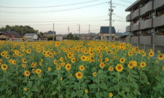 プチ便り(ひまわり畑)_a0206870_1392691.jpg