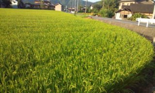 プチ便り(ひまわり畑)_a0206870_140151.jpg