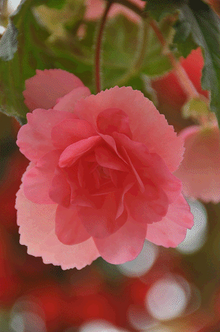 a0275782_8291613.gif