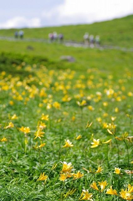 秋田駒ヶ岳の花8（ニッコウキスゲ＝ゼンテイカ）_f0012488_673520.jpg