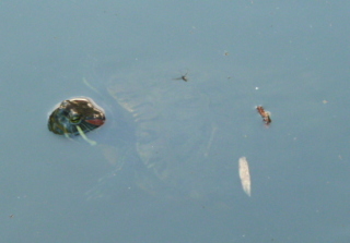 f0166694_19275240.jpg
