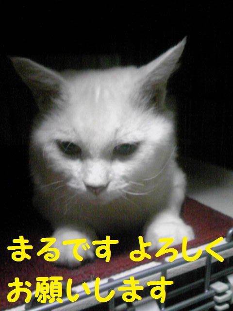 a0232197_1518489.jpg