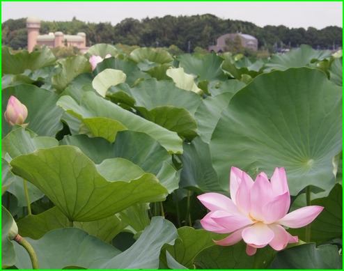 手賀沼・ハスの群生地_a0006000_14253386.jpg