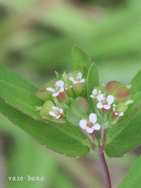 e0025300_17485994.jpg