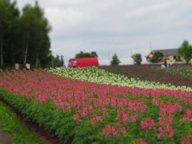 ２０１２年夏の旅行　はなちゃんと北海道へいくぞぉー！～３日目～_f0039907_1329423.jpg