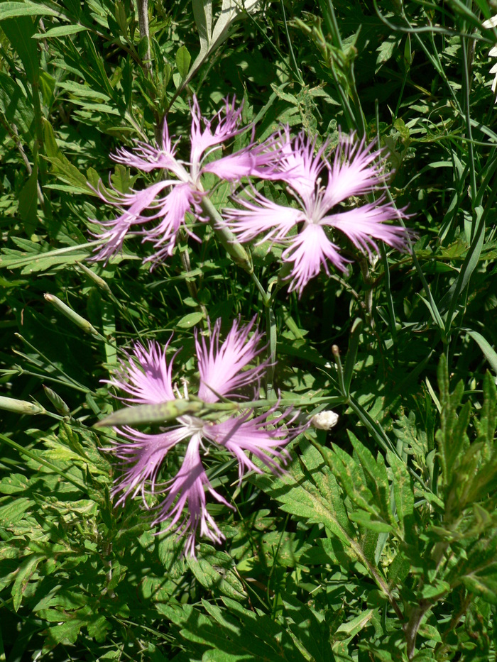 f0219710_7244254.jpg