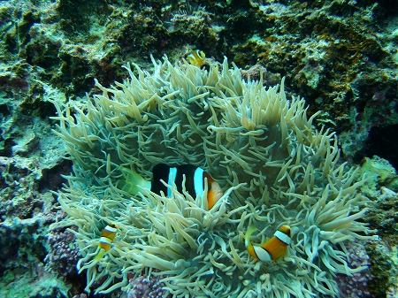 d0163317_91522.jpg