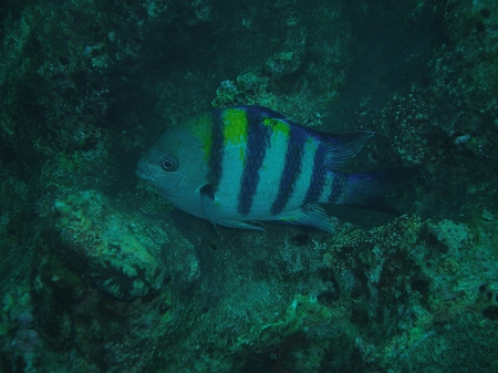 d0163317_91832.jpg