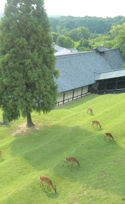 ゆるり奈良旅_b0181732_10455640.jpg